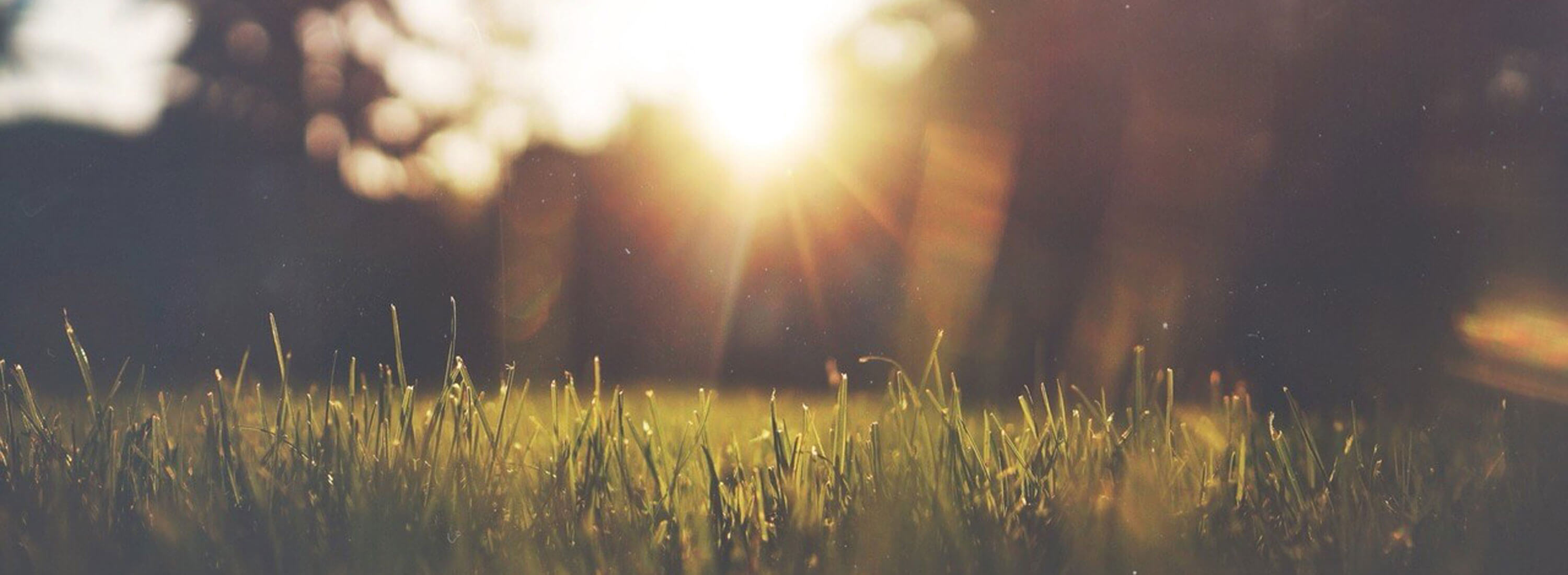 grass sunset